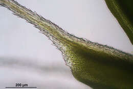 Image of great hairy screw-moss
