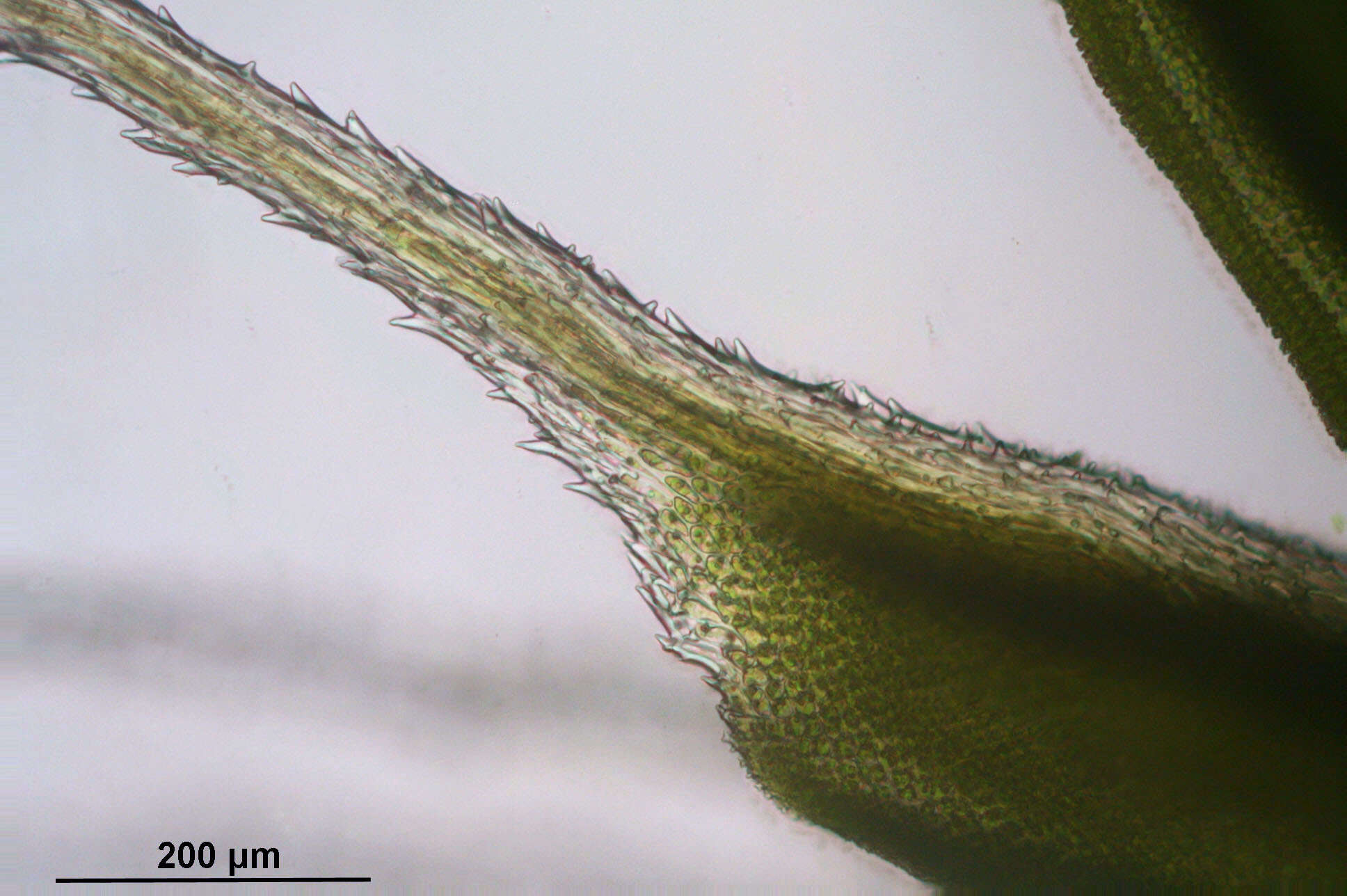 صورة Syntrichia ruralis Weber & D. Mohr 1803