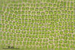 Image of great hairy screw-moss