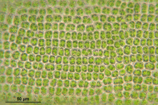 Plancia ëd Syntrichia ruralis Weber & D. Mohr 1803