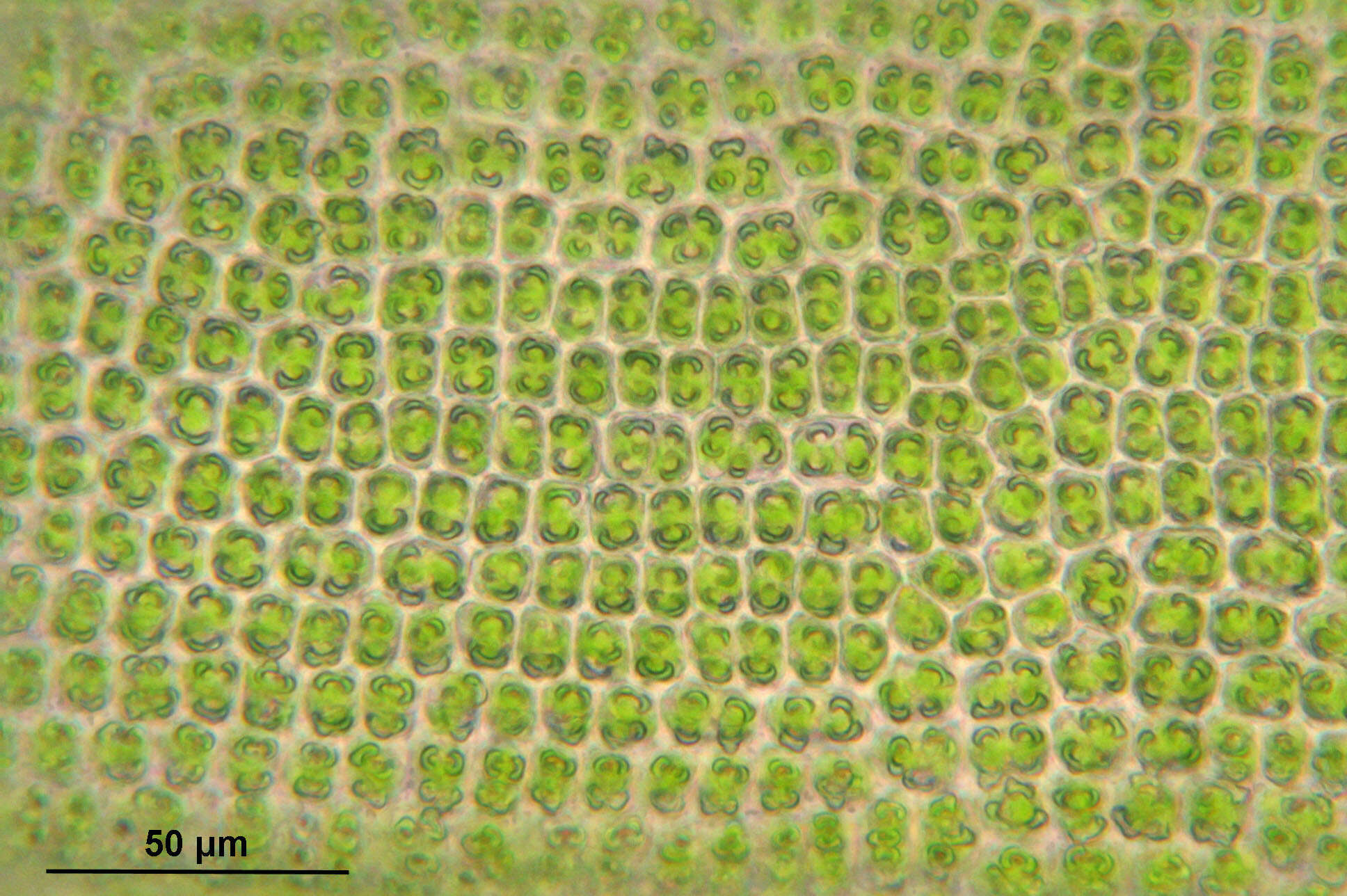 صورة Syntrichia ruralis Weber & D. Mohr 1803