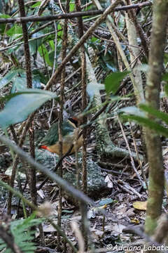 Image of Noisy Pitta