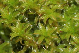 Image of great hairy screw-moss