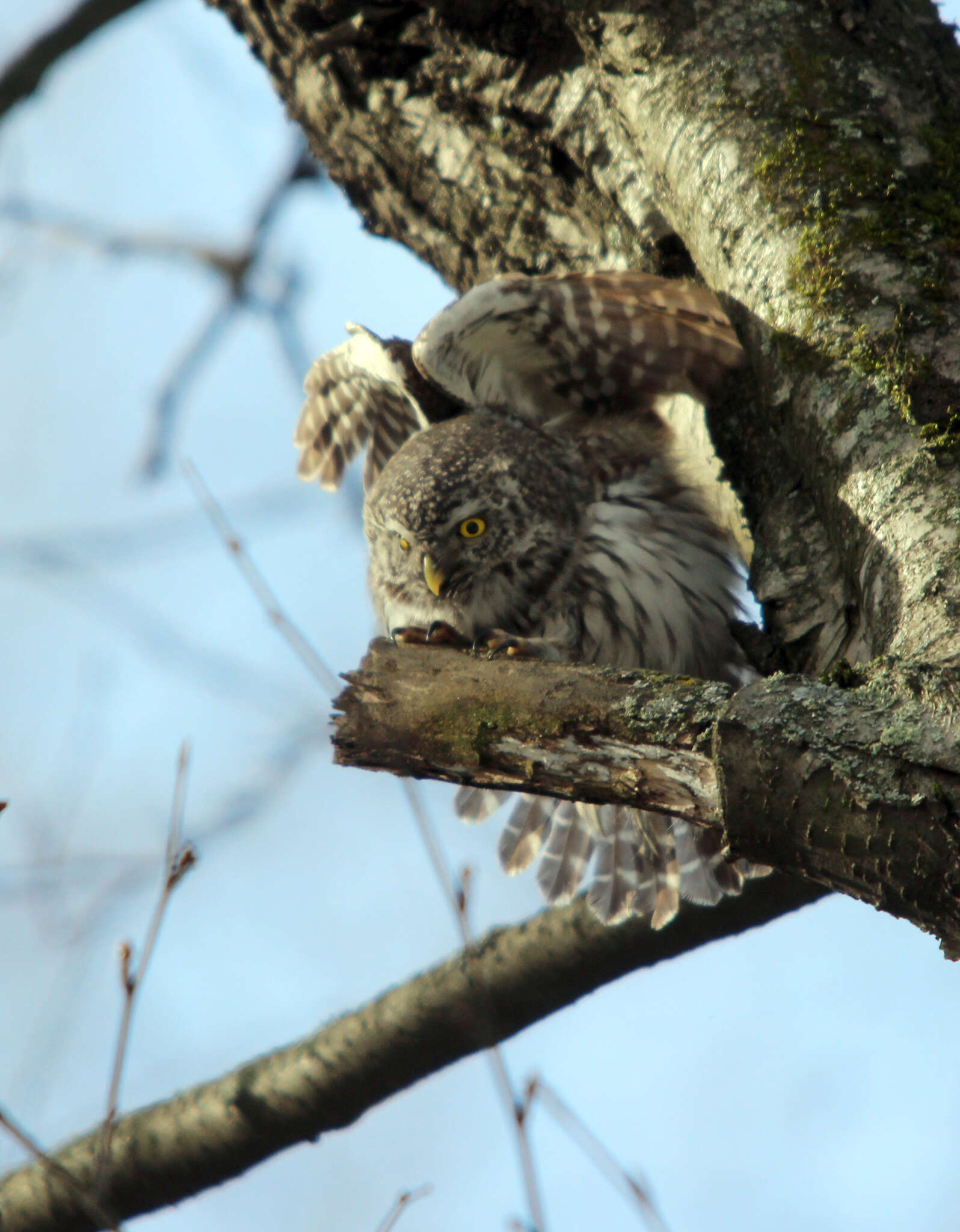 Image of Eurasian Pygmy Owl