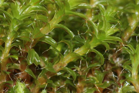 Image of great hairy screw-moss