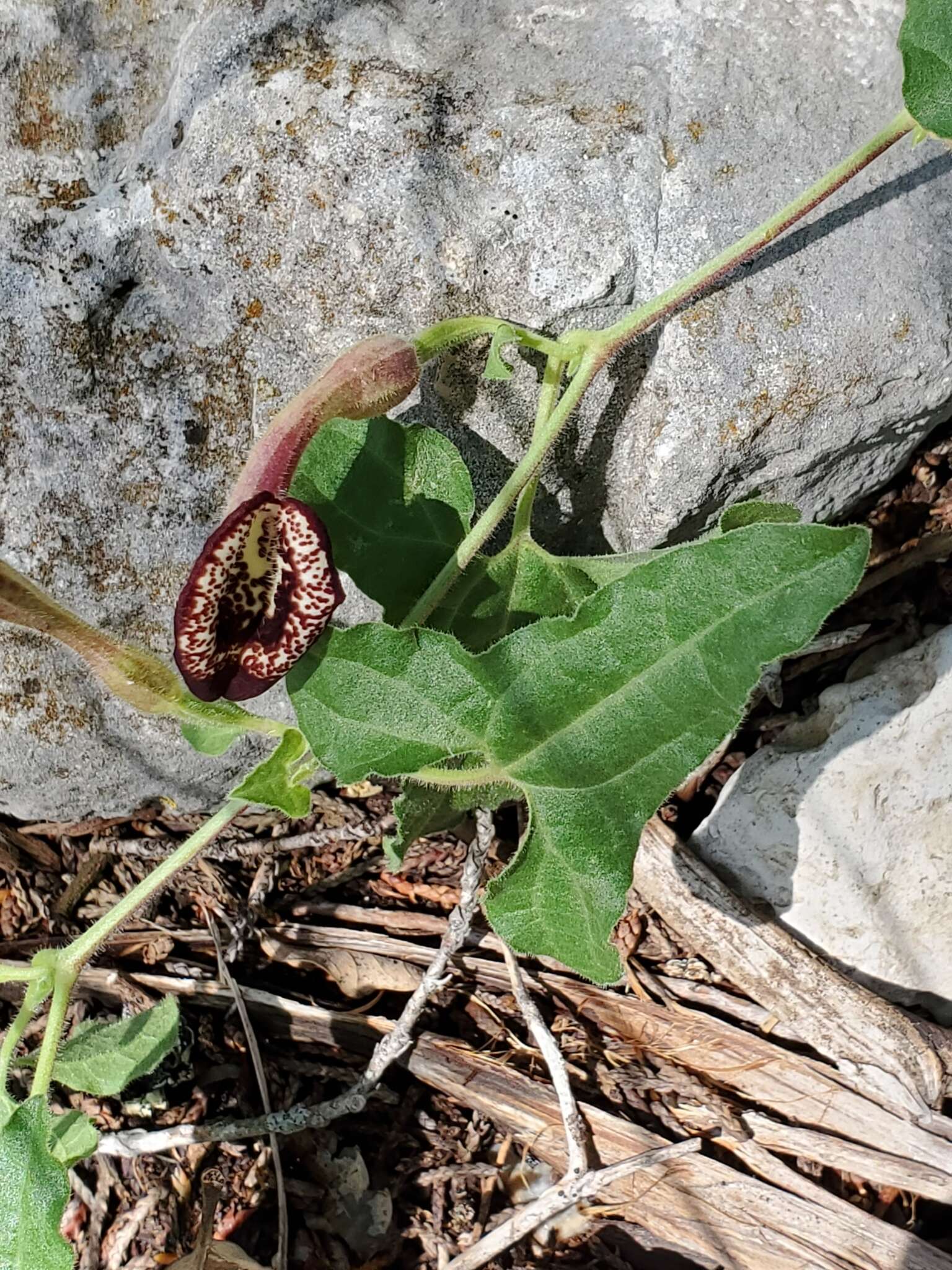 Image de Aristolochia coryi I. M. Johnston