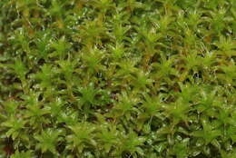 Image of great hairy screw-moss