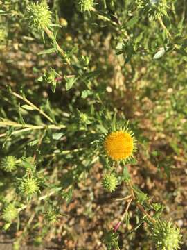 Image of Curly-cup gumweed