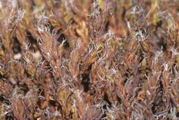 صورة Syntrichia ruralis Weber & D. Mohr 1803