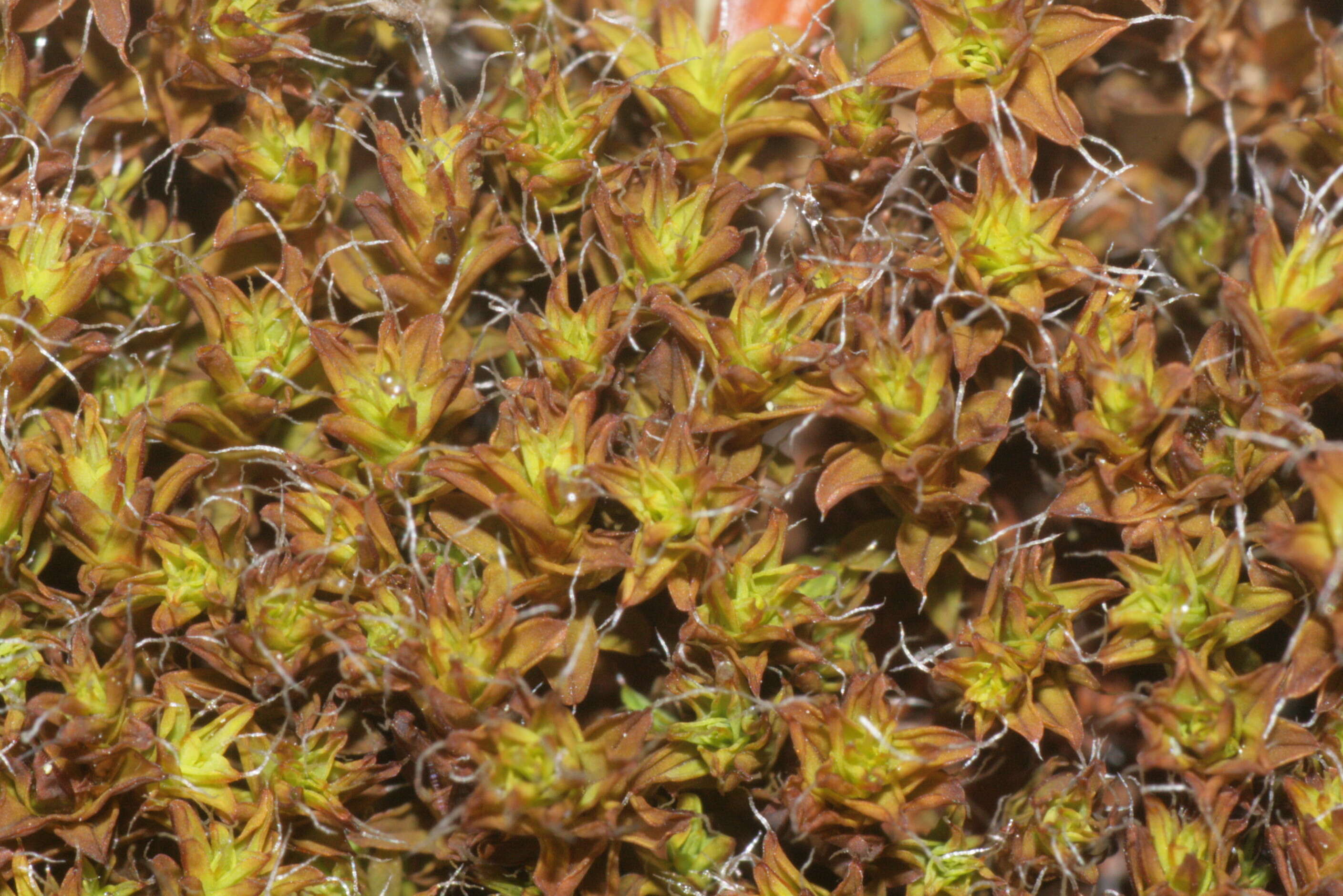 Image of great hairy screw-moss