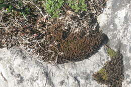 Image of great hairy screw-moss