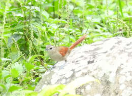 Image of Plain-crowned Spinetail