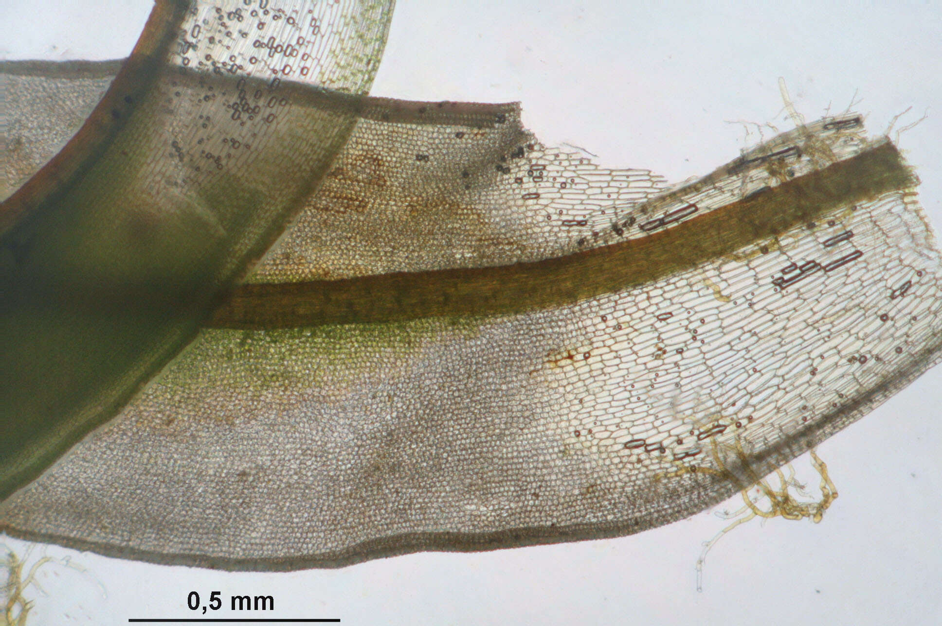 Plancia ëd Syntrichia ruralis Weber & D. Mohr 1803