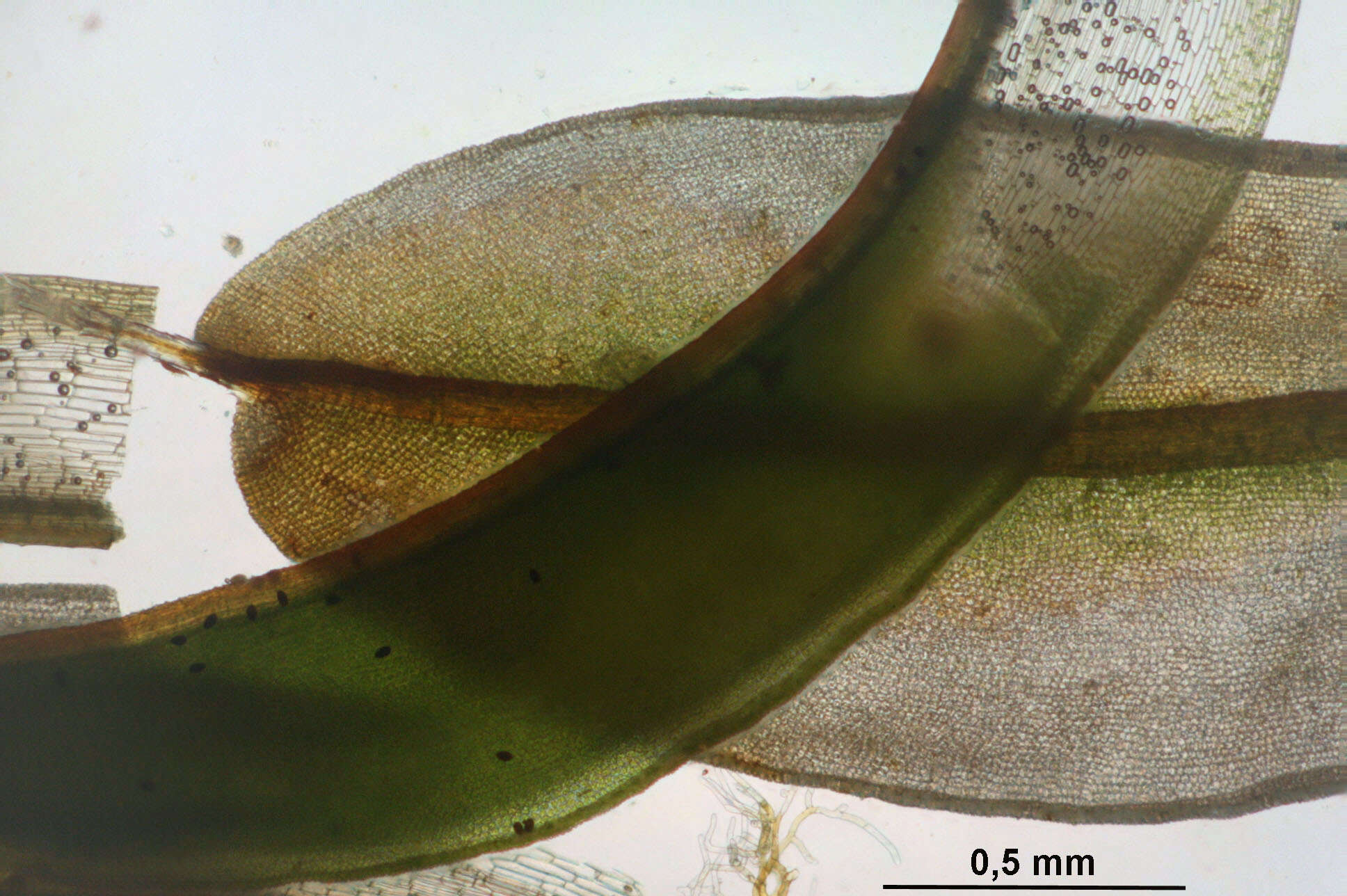 Plancia ëd Syntrichia ruralis Weber & D. Mohr 1803