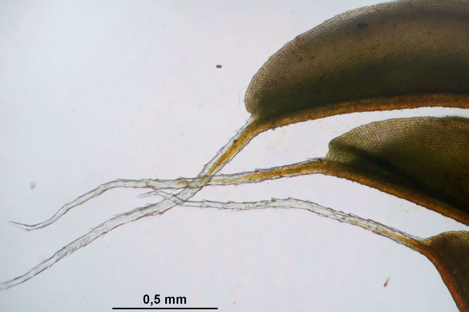 Plancia ëd Syntrichia ruralis Weber & D. Mohr 1803