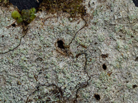 Image of disc lichen