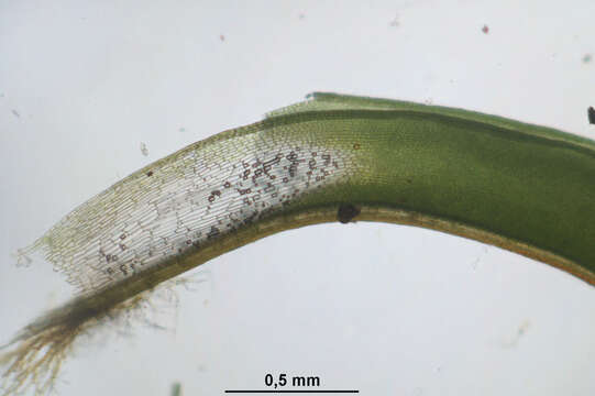 Plancia ëd Syntrichia ruralis Weber & D. Mohr 1803