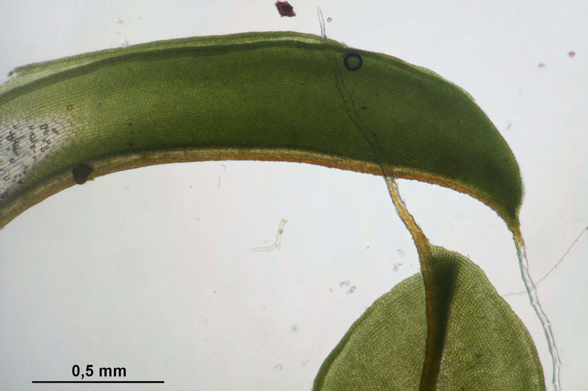 صورة Syntrichia ruralis Weber & D. Mohr 1803