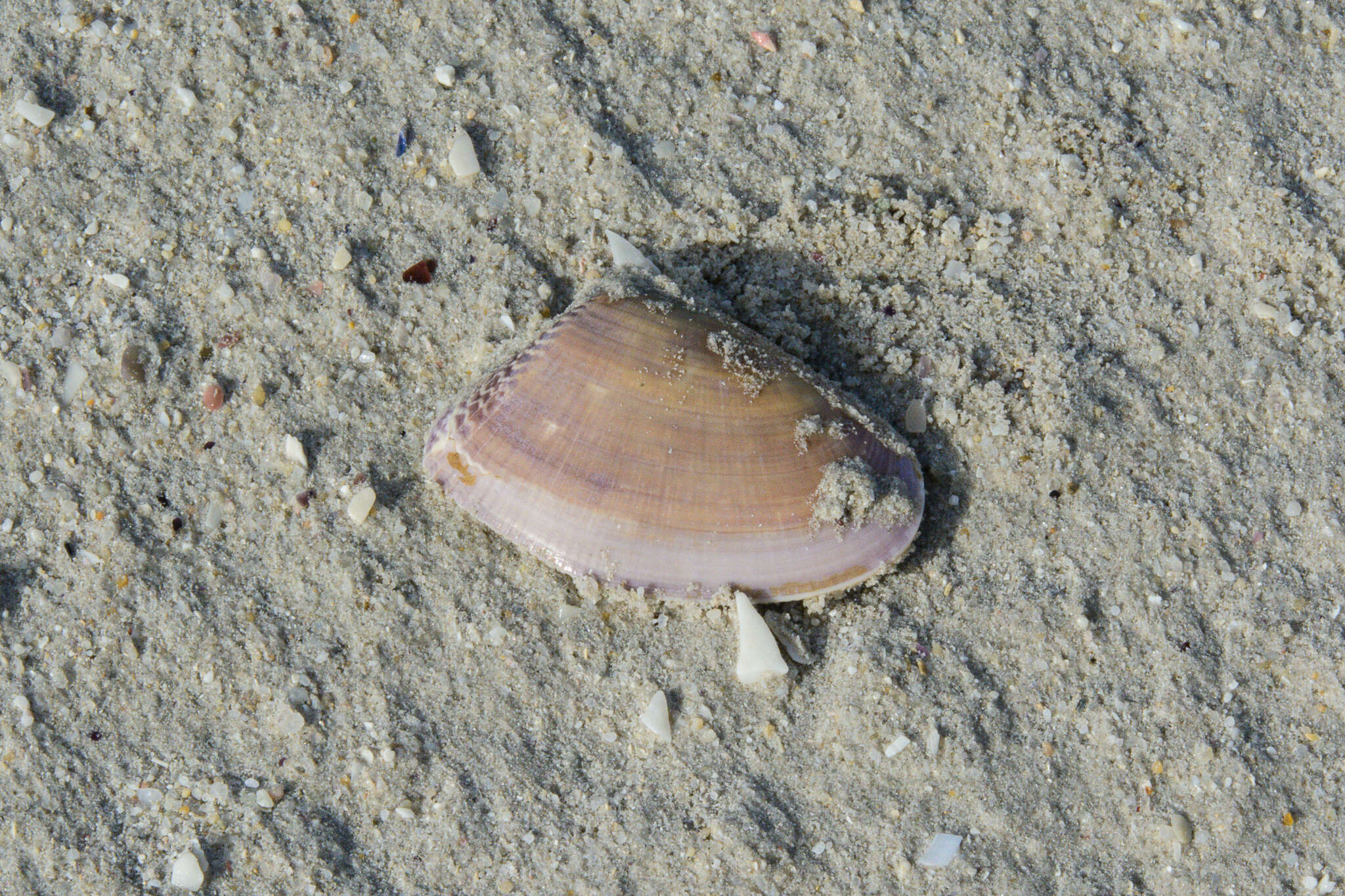 Image of giant South African wedge clam