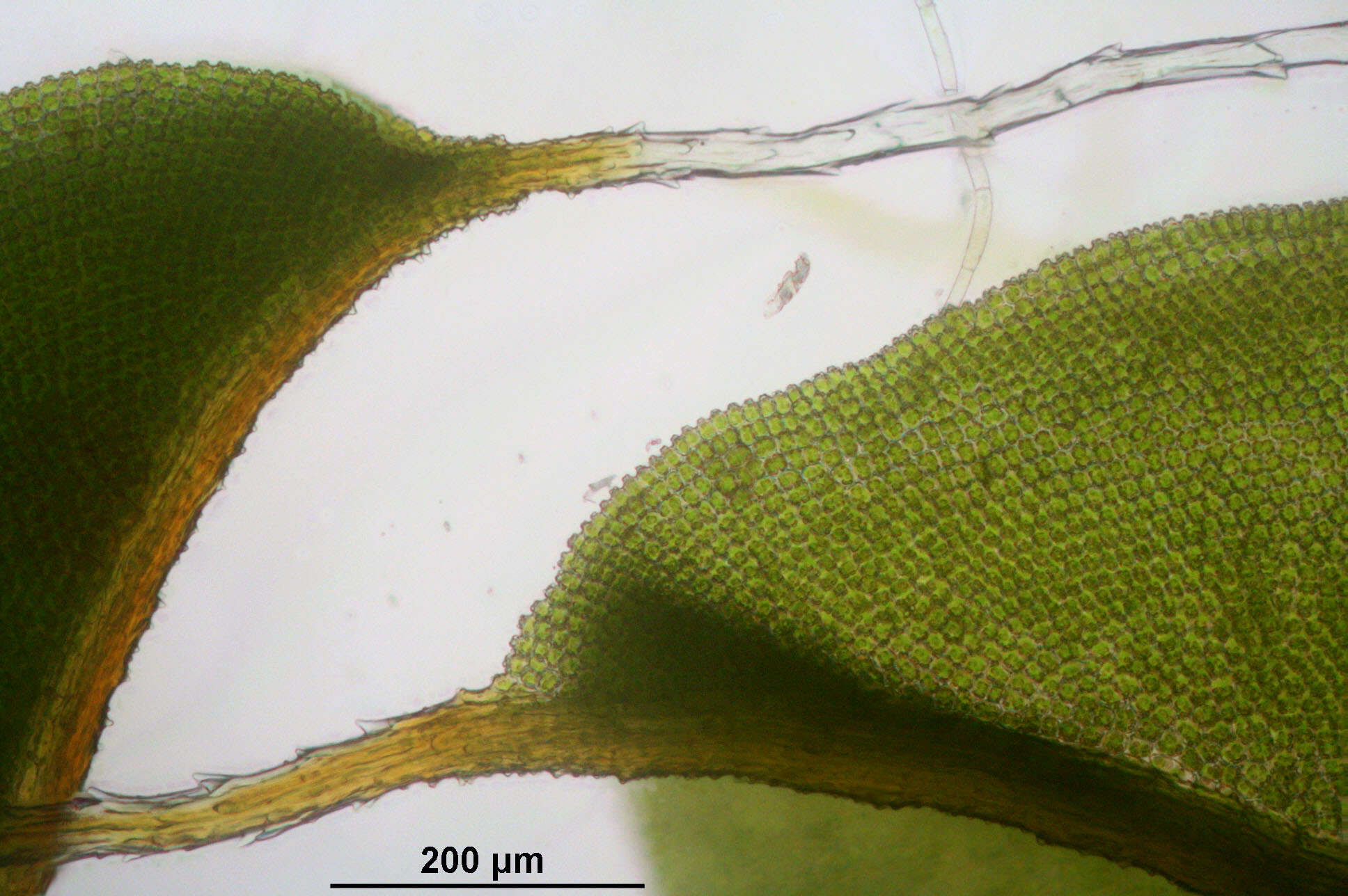 Plancia ëd Syntrichia ruralis Weber & D. Mohr 1803