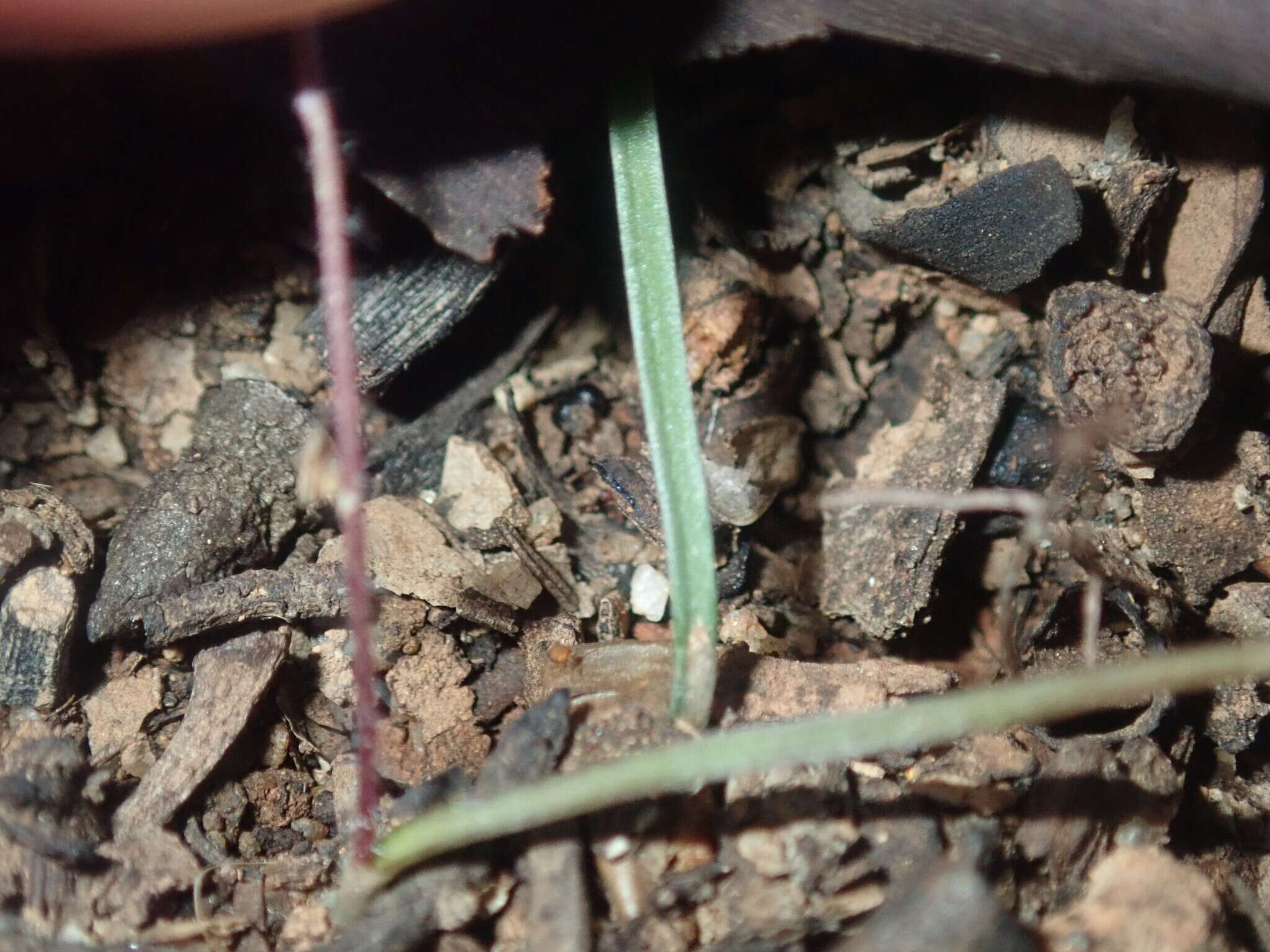 Image of Caladenia saccharata Rchb. fil.