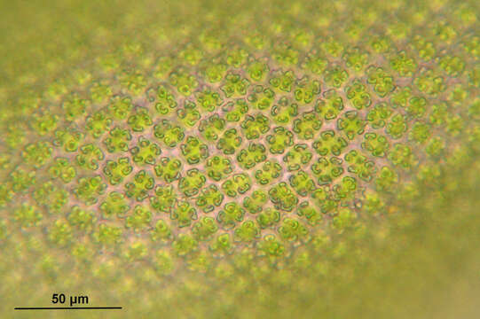 صورة Syntrichia ruralis Weber & D. Mohr 1803