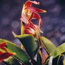 Image of Maxillaria quelchii Rolfe