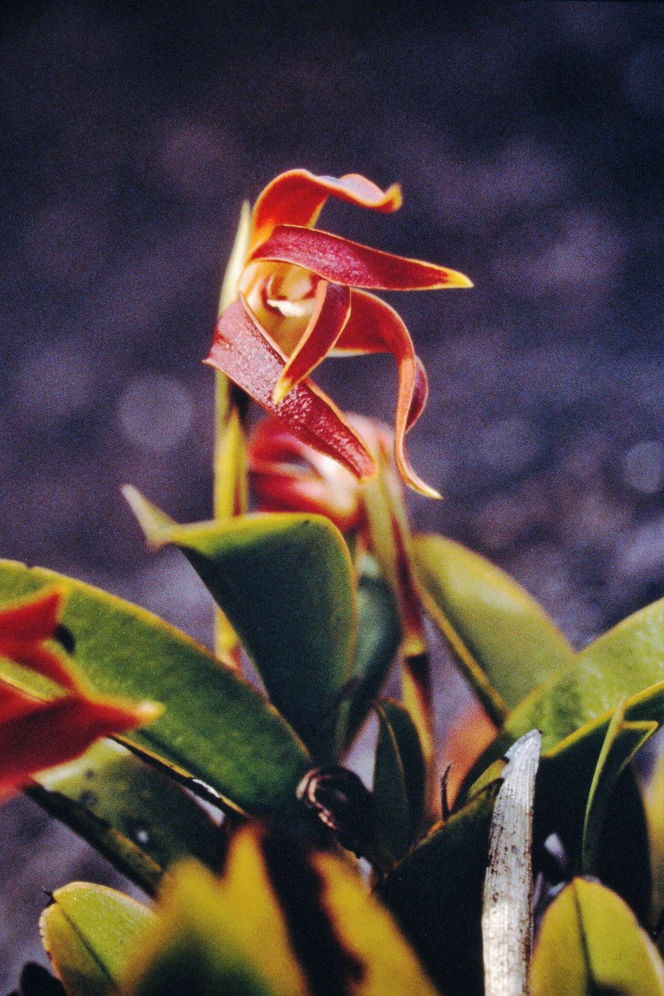Image of Maxillaria quelchii Rolfe
