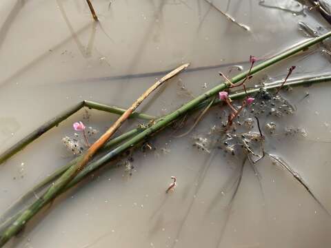 Image of Utricularia hydrocarpa Vahl