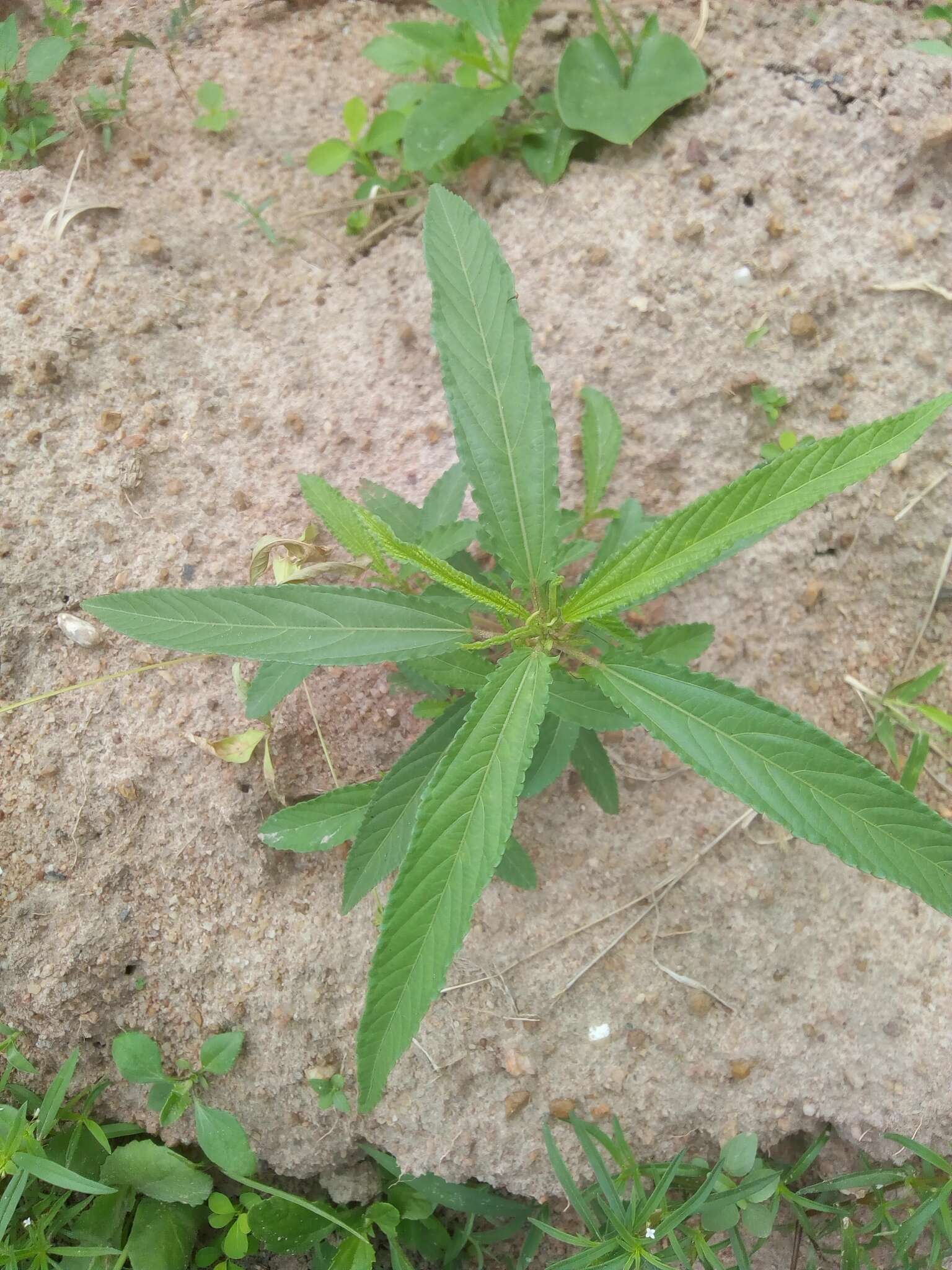 Image of Horn-fruited jute