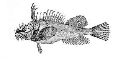 Image of Hemitripterus