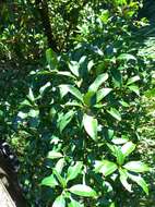 Слика од Illicium anisatum L.