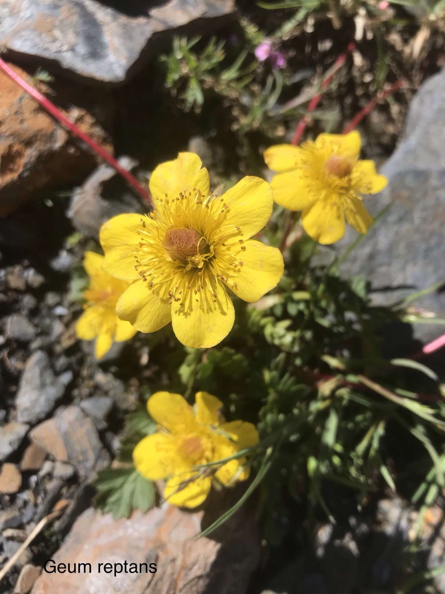 Geum reptans L.的圖片