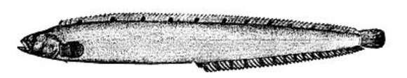 Image of butterfish