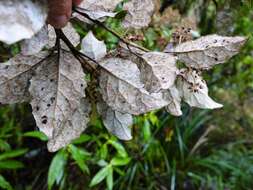 Image of <i>Olearia <i>rani</i></i> var. rani