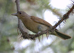 Image of Pale-breasted Thrush