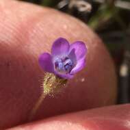 Image of purplespot gilia