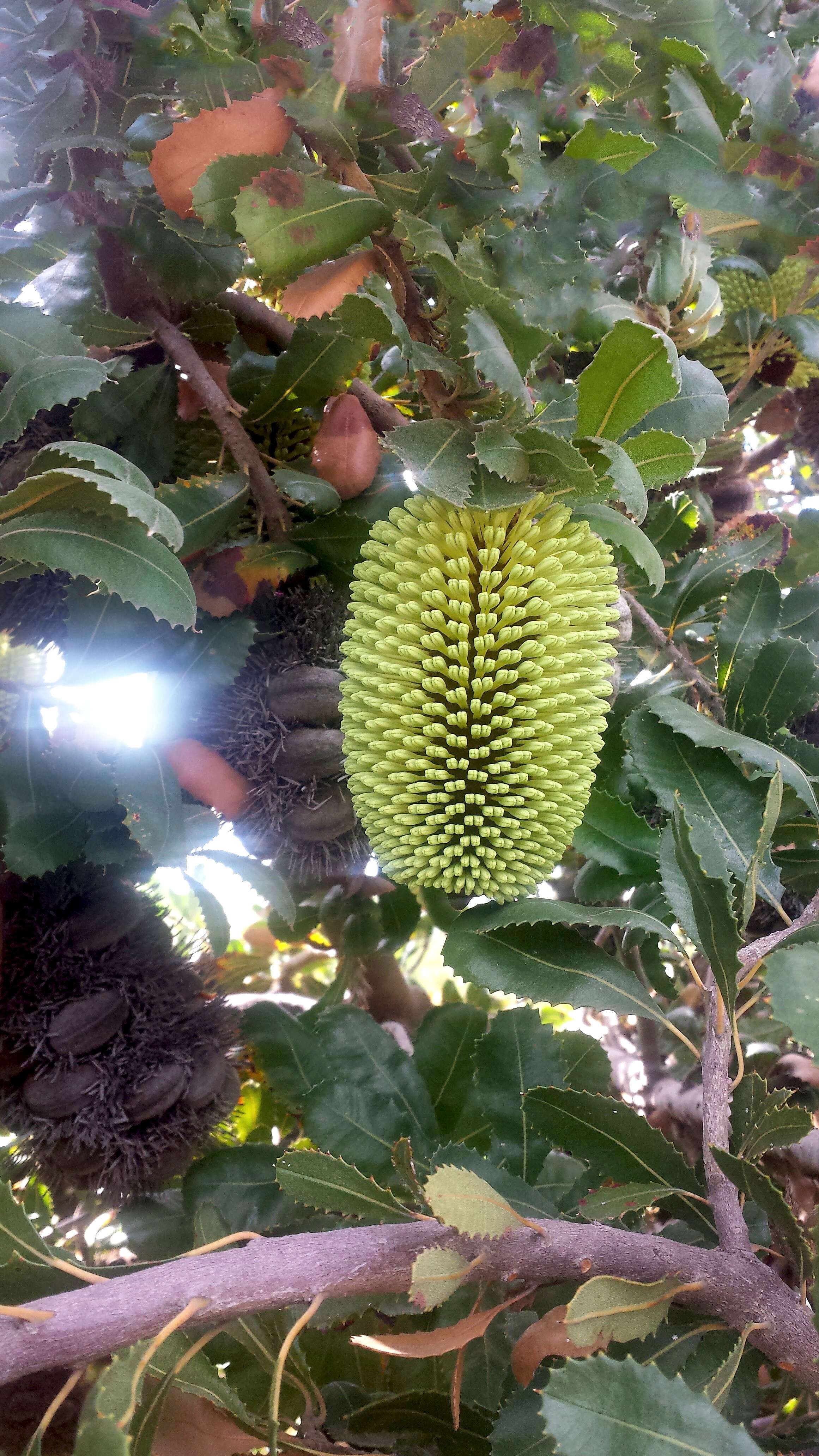 صورة Banksia