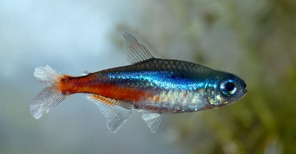 Image of Neon tetra