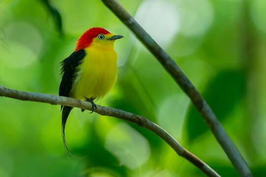 Image of Wire-tailed Manakin