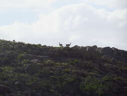 Image de guanaco