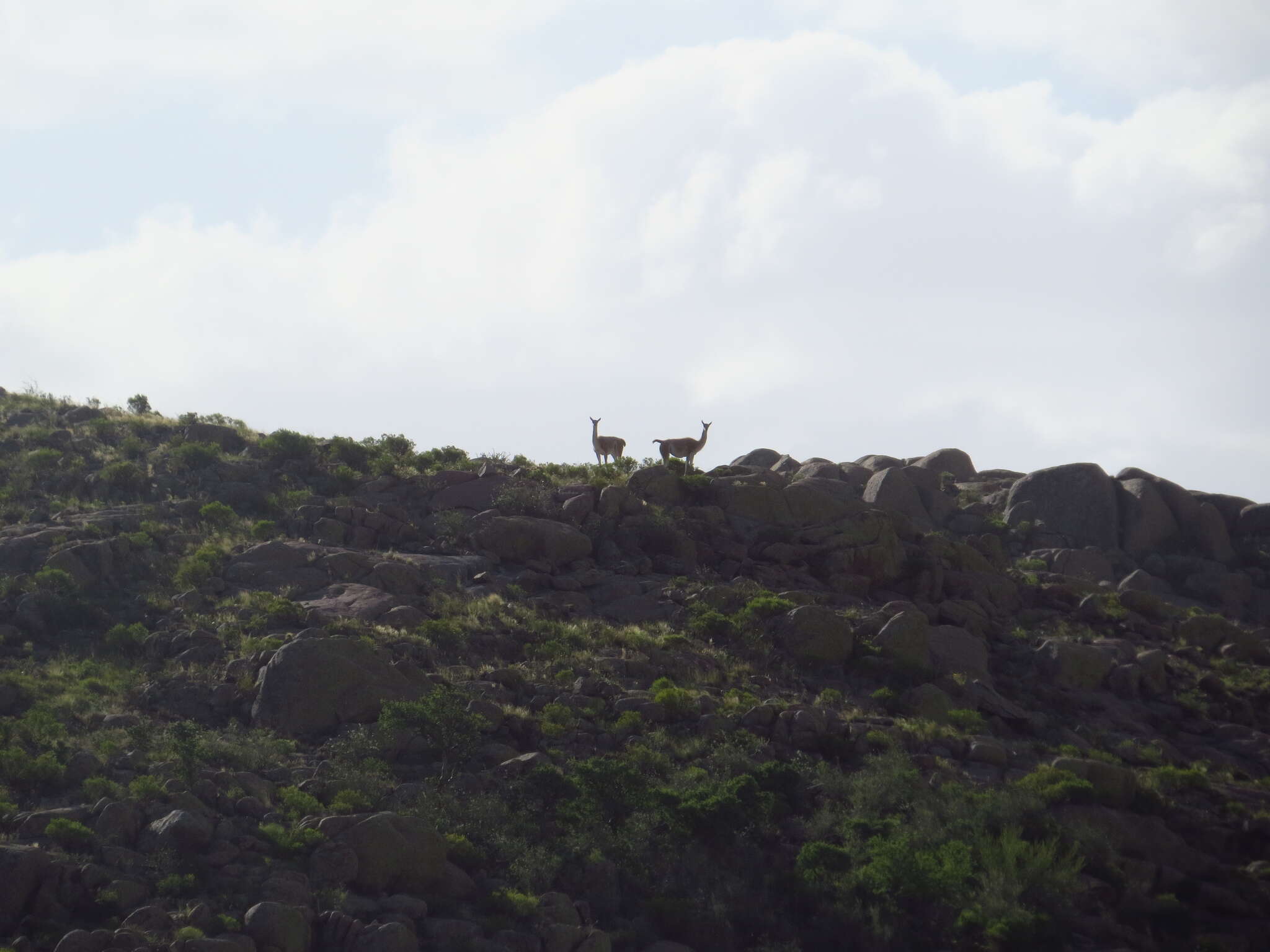 Image de guanaco