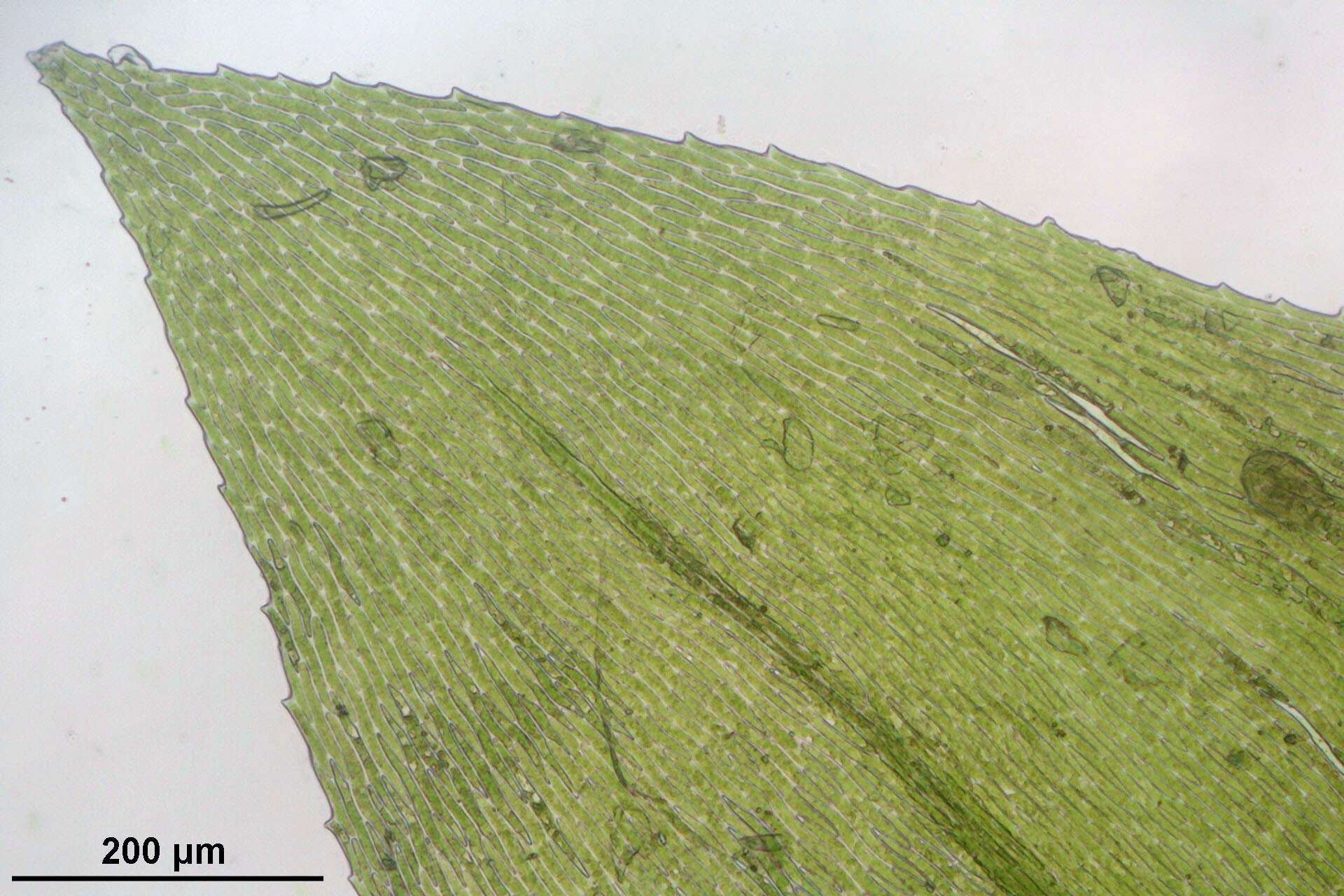 Image of platyhypnidium moss