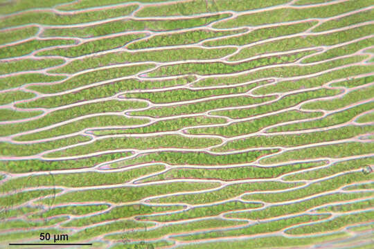 Image of platyhypnidium moss