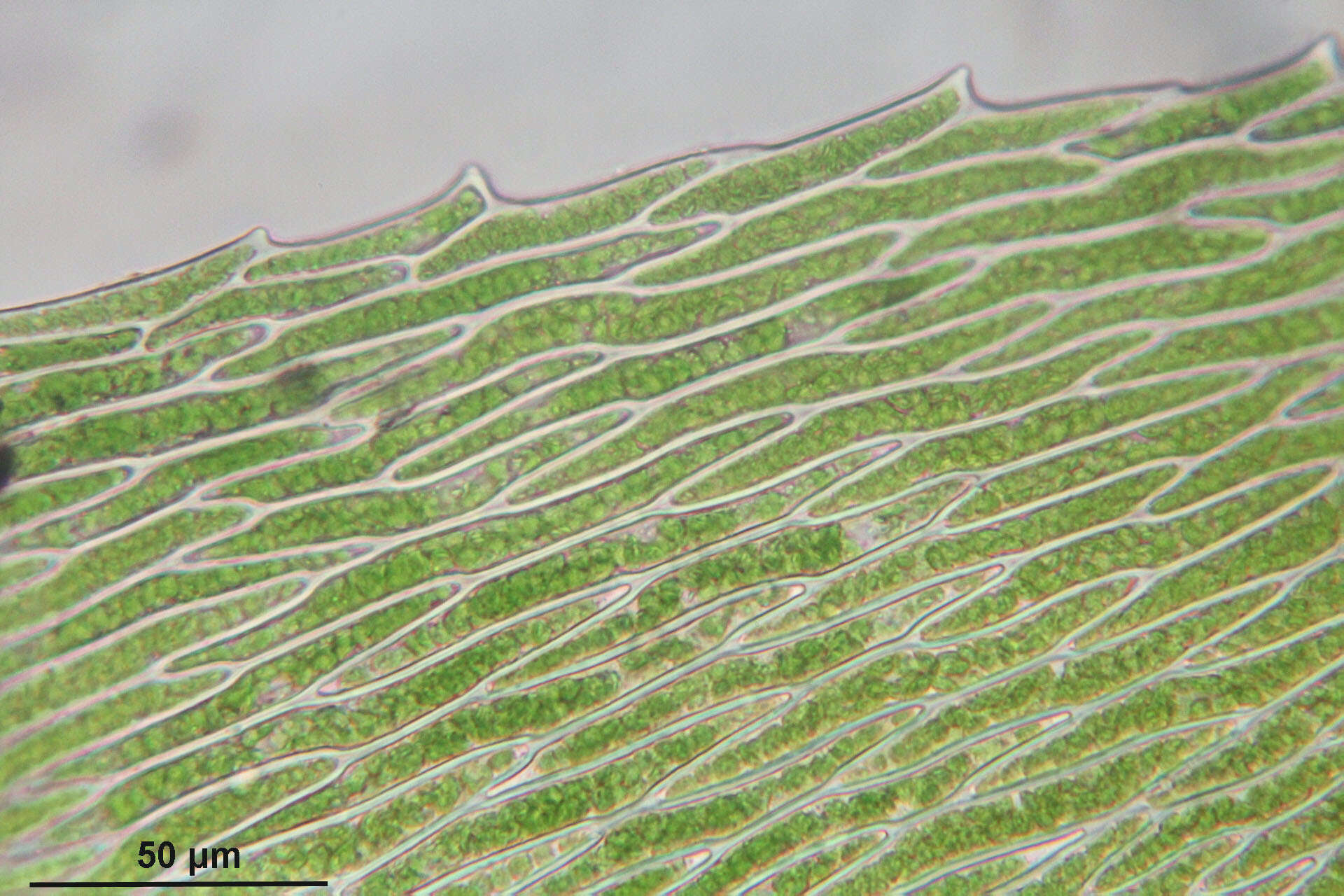 Image of platyhypnidium moss