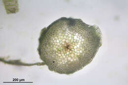 Image of platyhypnidium moss