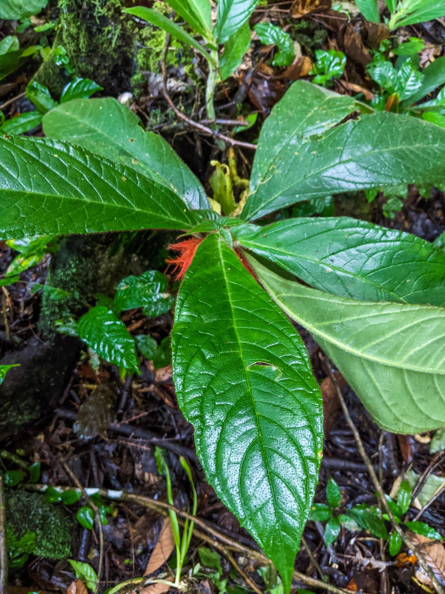 Imagem de Columnea purpurata Hanst.