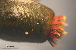 Image of platyhypnidium moss