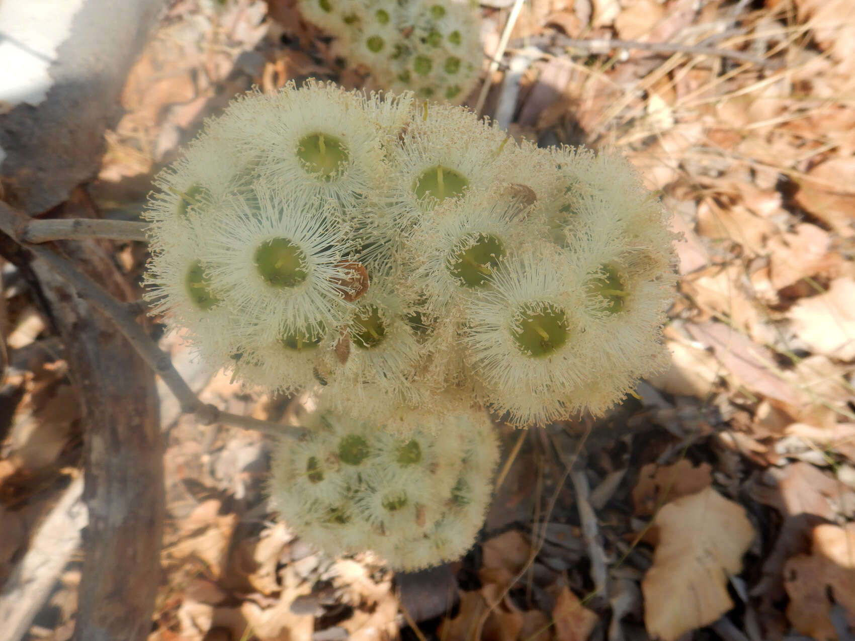 Image of Corymbia grandifolia (R. Br. ex Benth.) K. D. Hill & L. A. S. Johnson