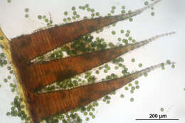 Image of platyhypnidium moss